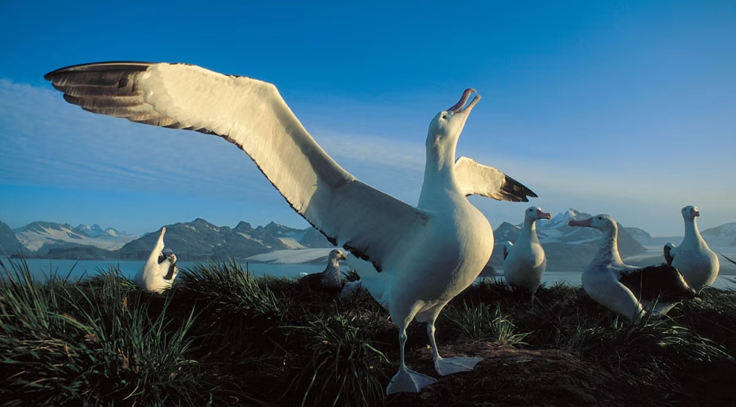 « L&rsquo;albatros » de Charles Baudelaire